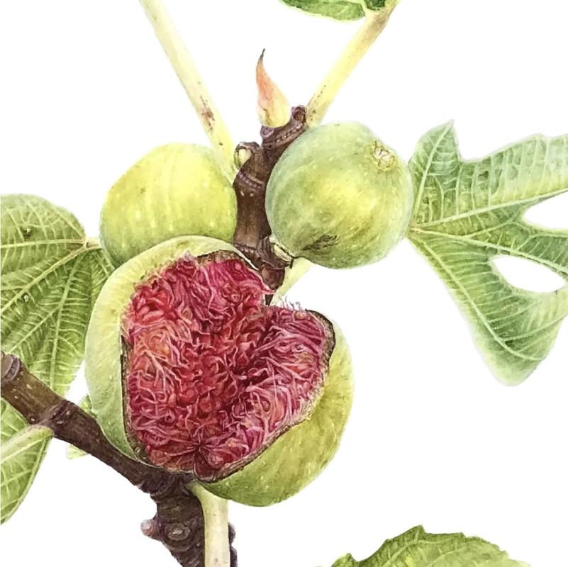 Figs